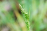 アオスゲ	青菅	Carex leucochlora	4～7月